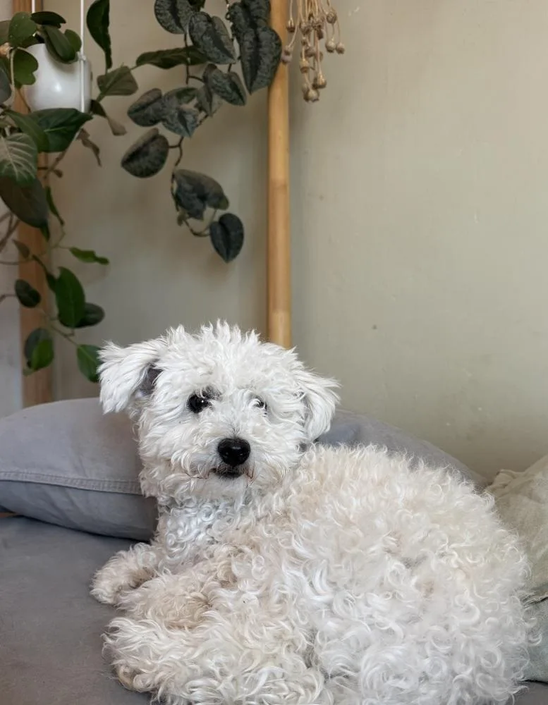 Toby
