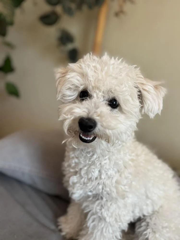 Toby thumbnail 2