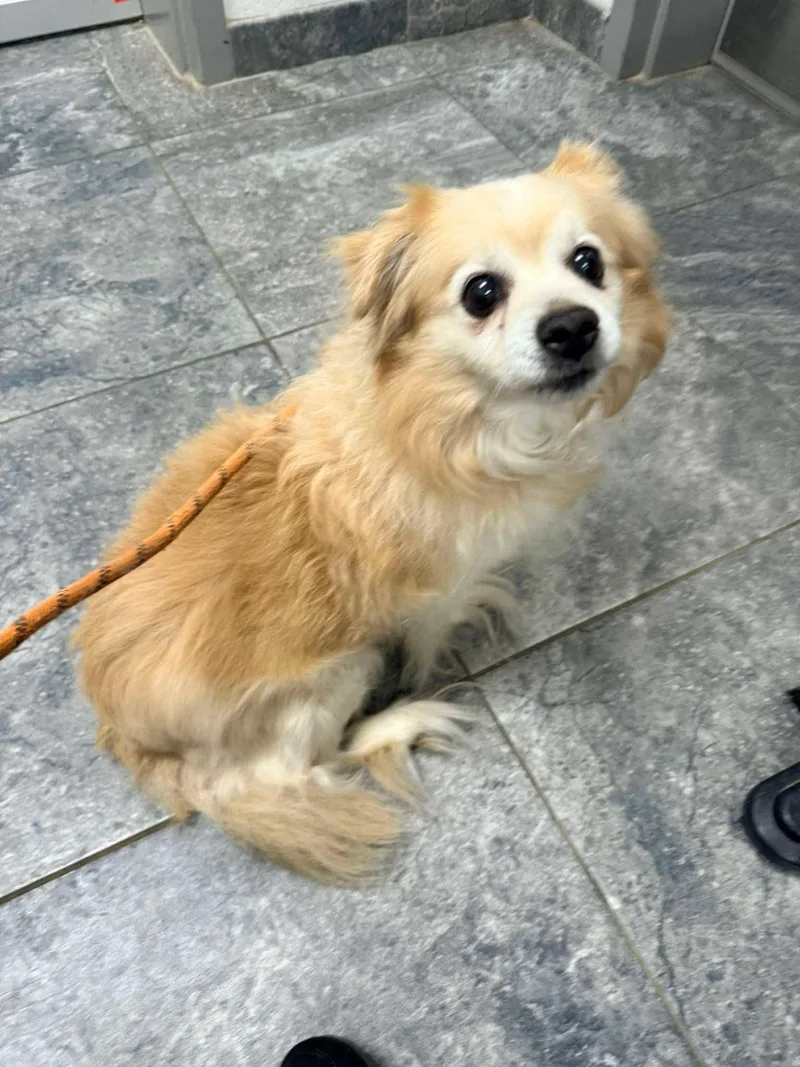 A senior small-sized male Chihuahua dog named Buddy for adoption in Hillsborough, NC