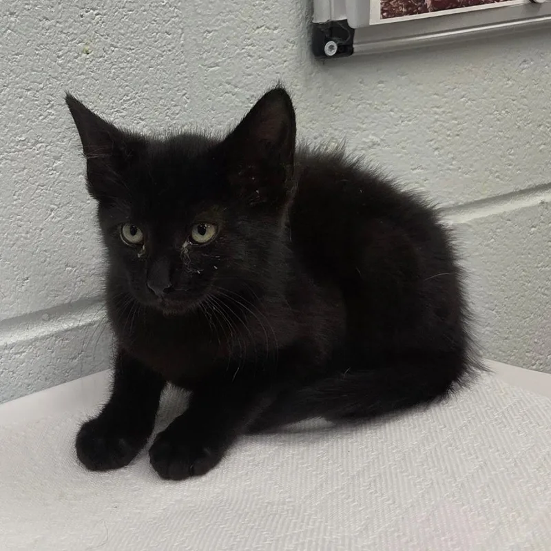 A baby small-sized male Black Domestic Short Hair cat named Giraffe for adoption in Chattanooga, TN