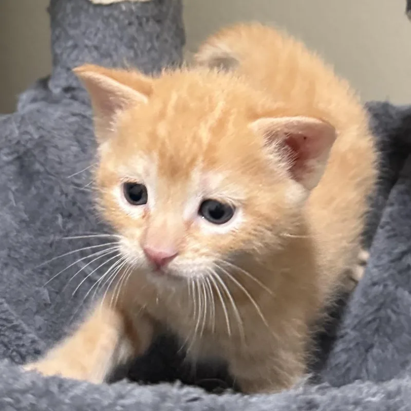 A baby small-sized male Domestic Short Hair cat named Tigger for adoption in Chino Hills, CA