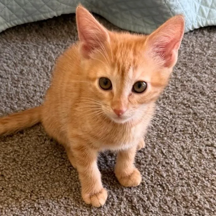 Tigger thumbnail 2