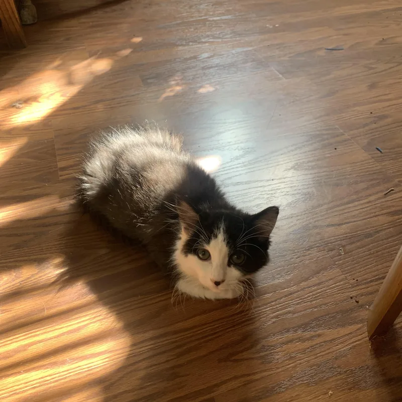A baby medium-sized female Domestic Short Hair cat named Diesel for adoption in Davis, CA