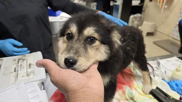 A young small-sized female German Shepherd Dog dog named Blossom for adoption in Riverside, CA