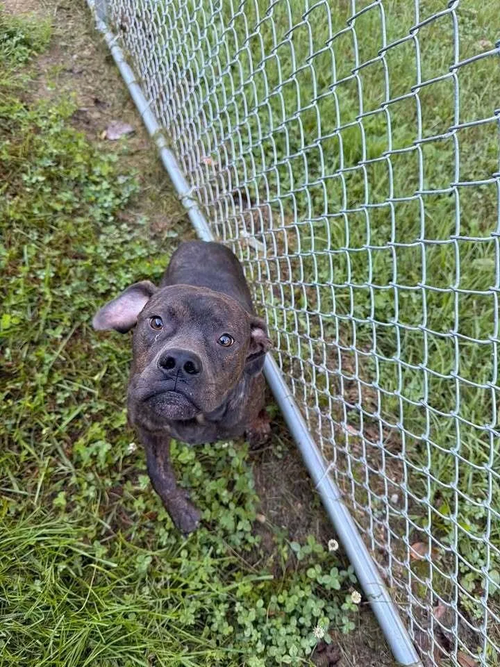 An adult medium-sized male Brindle Mixed Breed dog named Bobby Ray for adoption in Hillsboro, OH