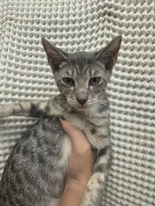 A baby medium-sized male Domestic Short Hair cat named Jones for adoption in Honolulu, HI