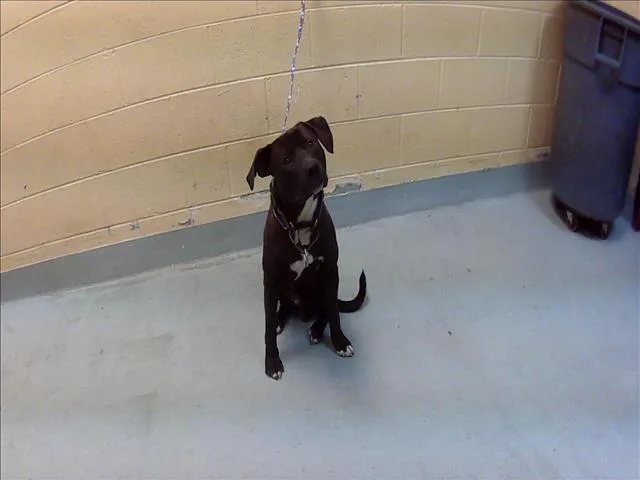 A young large-sized male Pit Bull Terrier dog named Tucker for adoption in Tulsa, OK