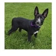 A baby small-sized female Terrier dog named Cutie Pie for adoption in Woodstock, IL