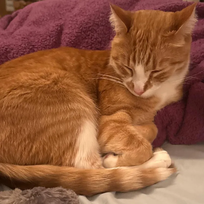 Oliver Augustus  Home thumbnail 2