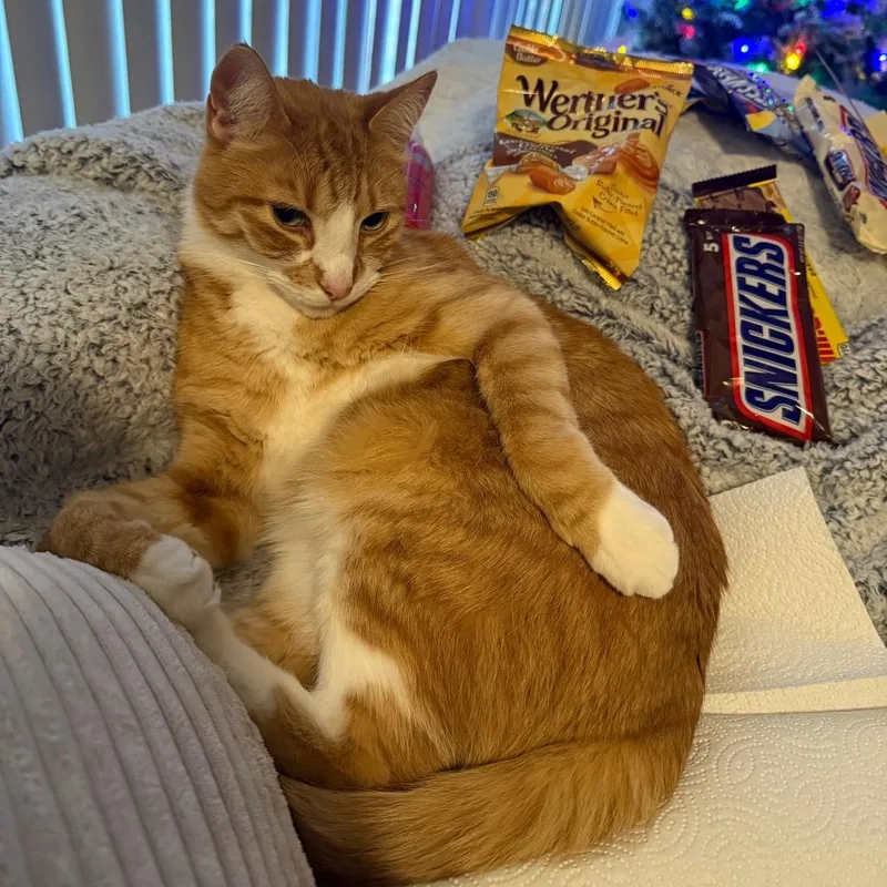 Oliver Augustus  Home thumbnail 3