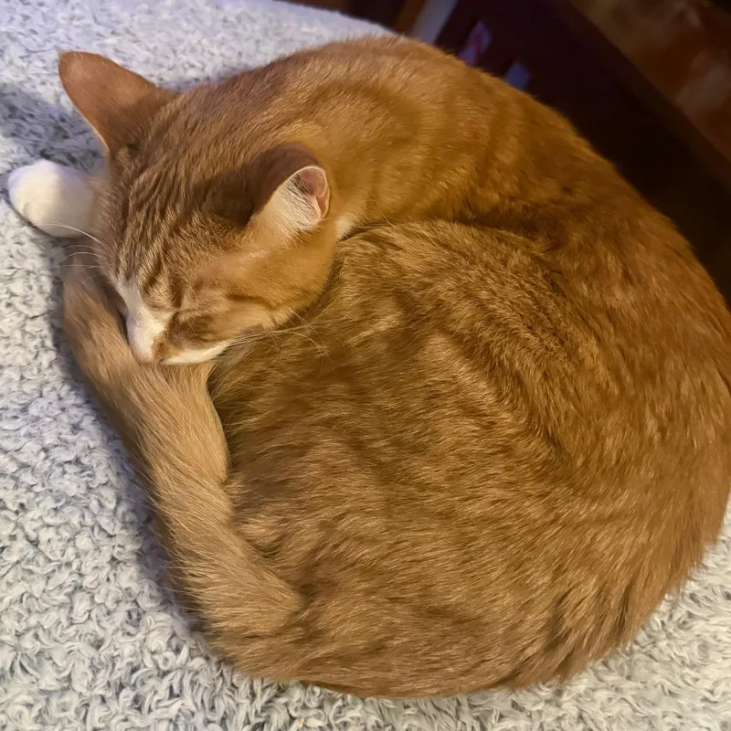 Oliver Augustus  Home thumbnail 4