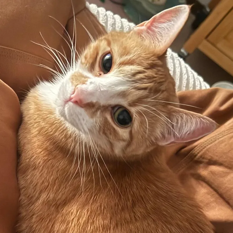 Oliver Augustus  Home thumbnail 5