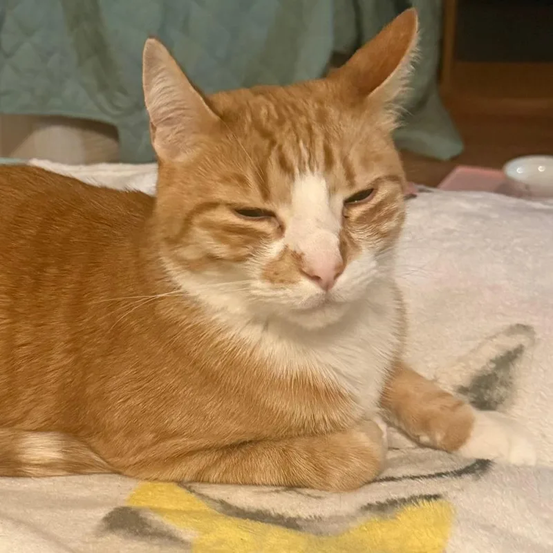 Oliver Augustus  Home thumbnail 6