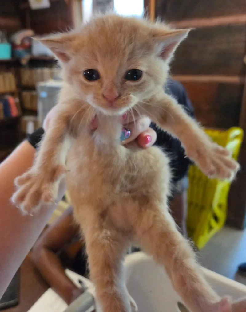 A baby small-sized male Domestic Short Hair cat named Fred for adoption in Rutherfordton, NC