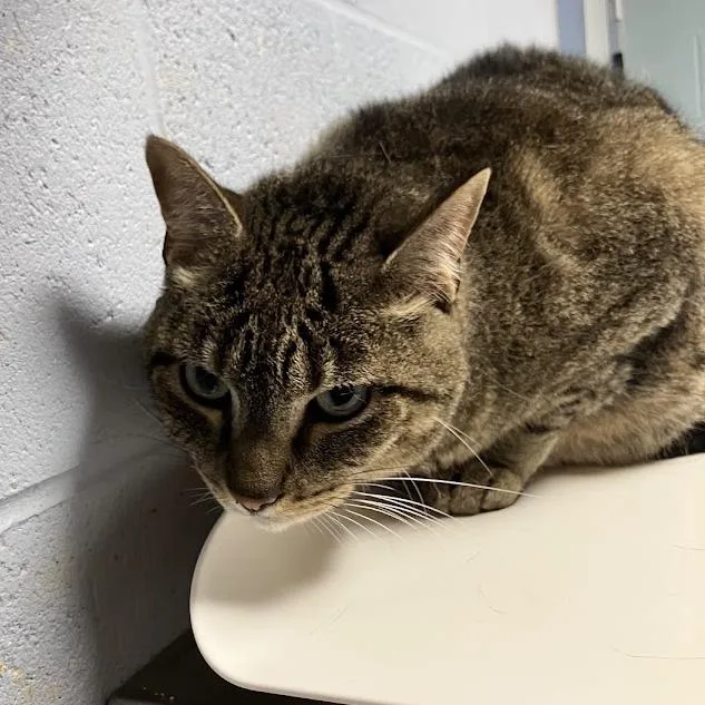 An adult large-sized female Brown / Chocolate Domestic Short Hair cat named Grizzly for adoption in DeKalb, IL