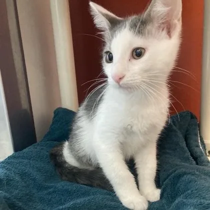 A baby small-sized male Domestic Short Hair cat named Harry for adoption in Janesville, WI