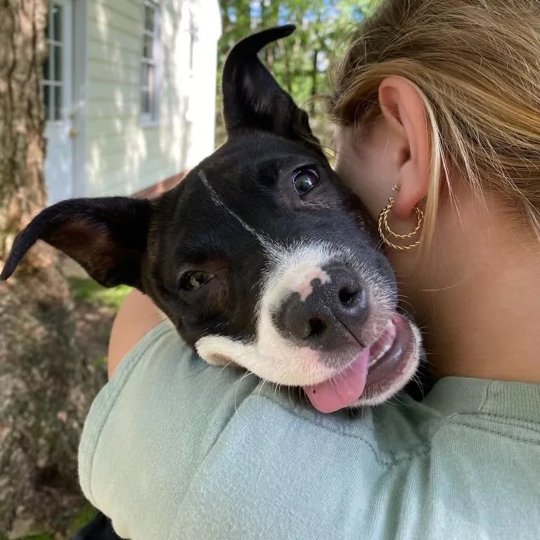 A young medium-sized female Mixed Breed dog named Stevie for adoption in Richmond, VA