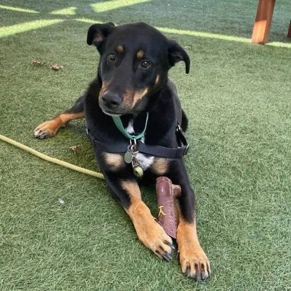 An adult large-sized male Doberman Pinscher dog named Mario for adoption in Walnut Creek, CA