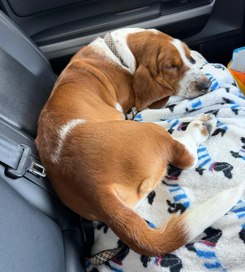 A young medium-sized male Tricolor (Brown, Black, & White) Basset Hound dog named Arthur for adoption in Auburndale, FL