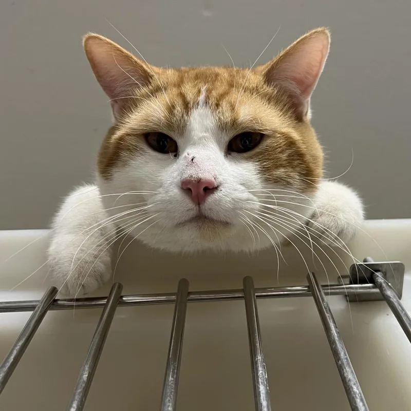 An adult large-sized male Orange / Red Domestic Short Hair cat named Jupiter for adoption in St. Paul, MN