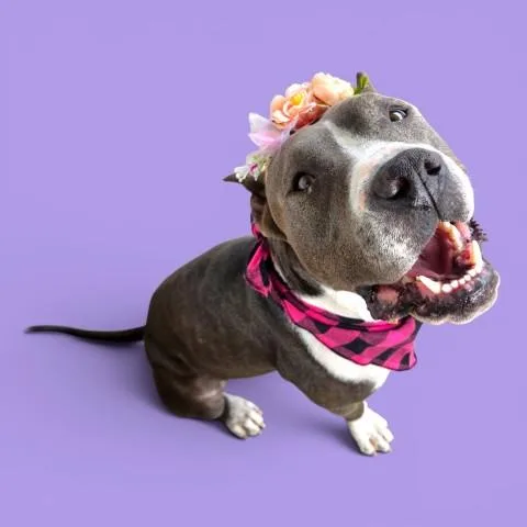 An adult medium-sized female Pit Bull Terrier dog named Junnie for adoption in Bakersfield, CA
