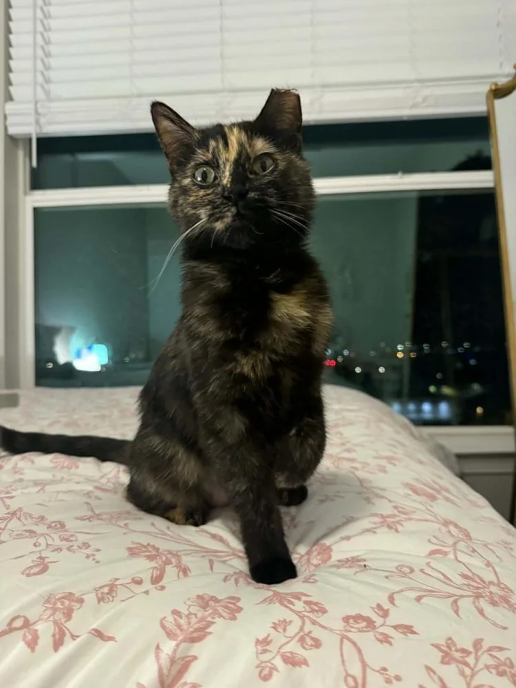 A young medium-sized female Domestic Short Hair cat named Tigress for adoption in tucson, AZ
