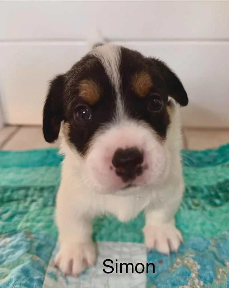 Simon