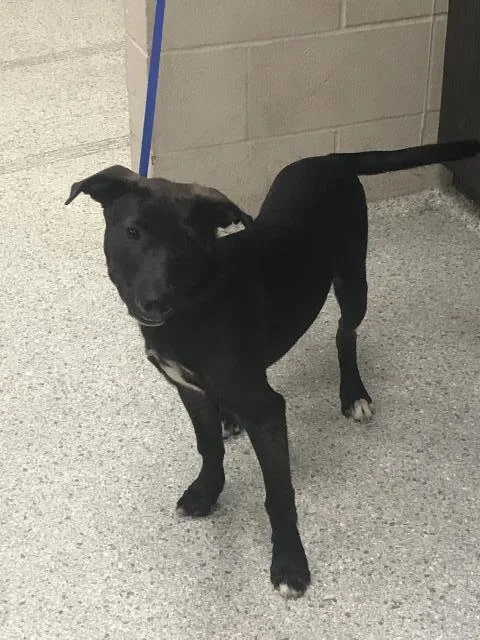 A baby small-sized male Labrador Retriever dog named Lesley for adoption in Conroe, TX