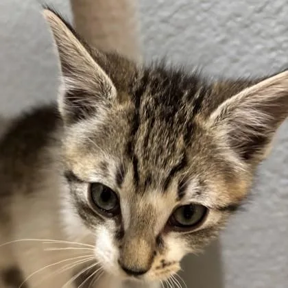 A baby medium-sized female Domestic Short Hair cat named New York for adoption in Pleasanton, CA