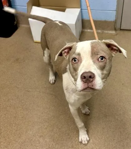 A young medium-sized female Mixed Breed dog named Amaretto for adoption in Chamblee, GA