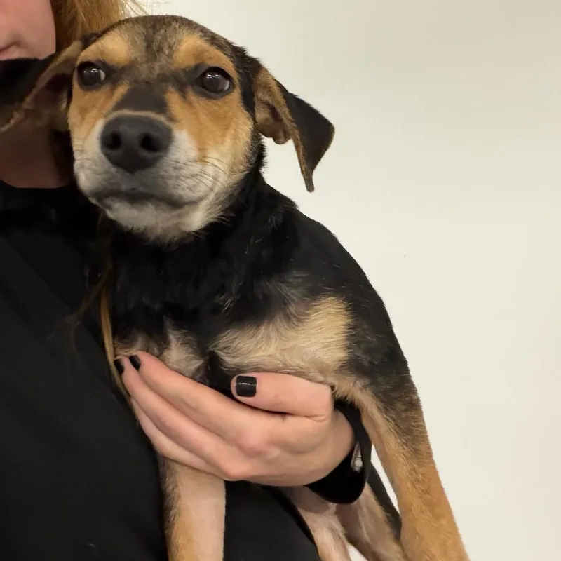 A baby small-sized female Black Pit Bull Terrier dog named Lilo for adoption in Dickinson, TX