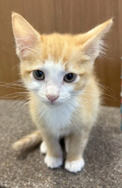 A baby small-sized male Domestic Short Hair cat named Leonidas for adoption in West Chester, PA