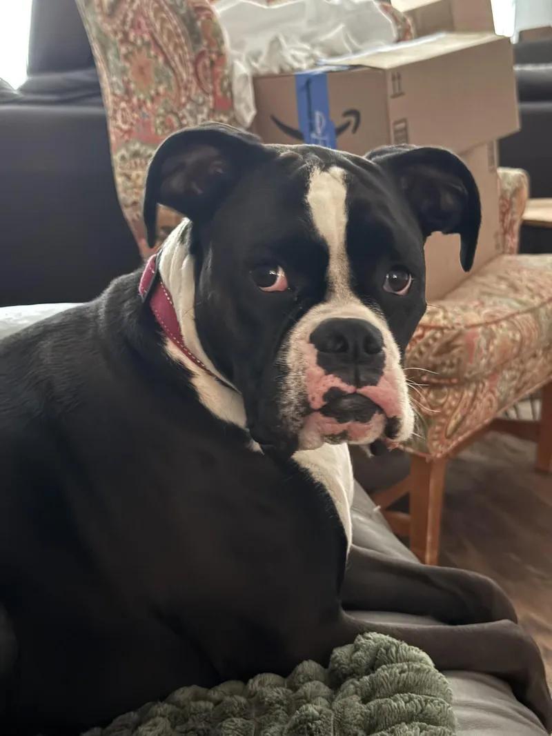An adult medium-sized female Boxer dog named Jojo for adoption in Katy, TX