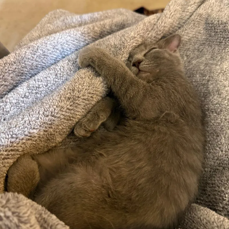 A baby small-sized female Gray / Blue / Silver Domestic Short Hair cat named Sidney for adoption in Green Bay, WI