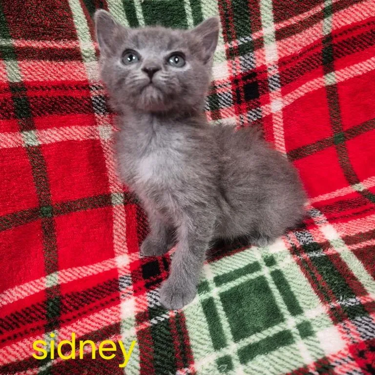 Sidney thumbnail 4