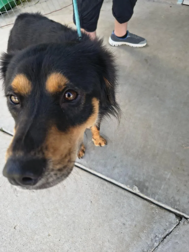 A young medium-sized male Mixed Breed dog named Reeses for adoption in Brownwood, TX