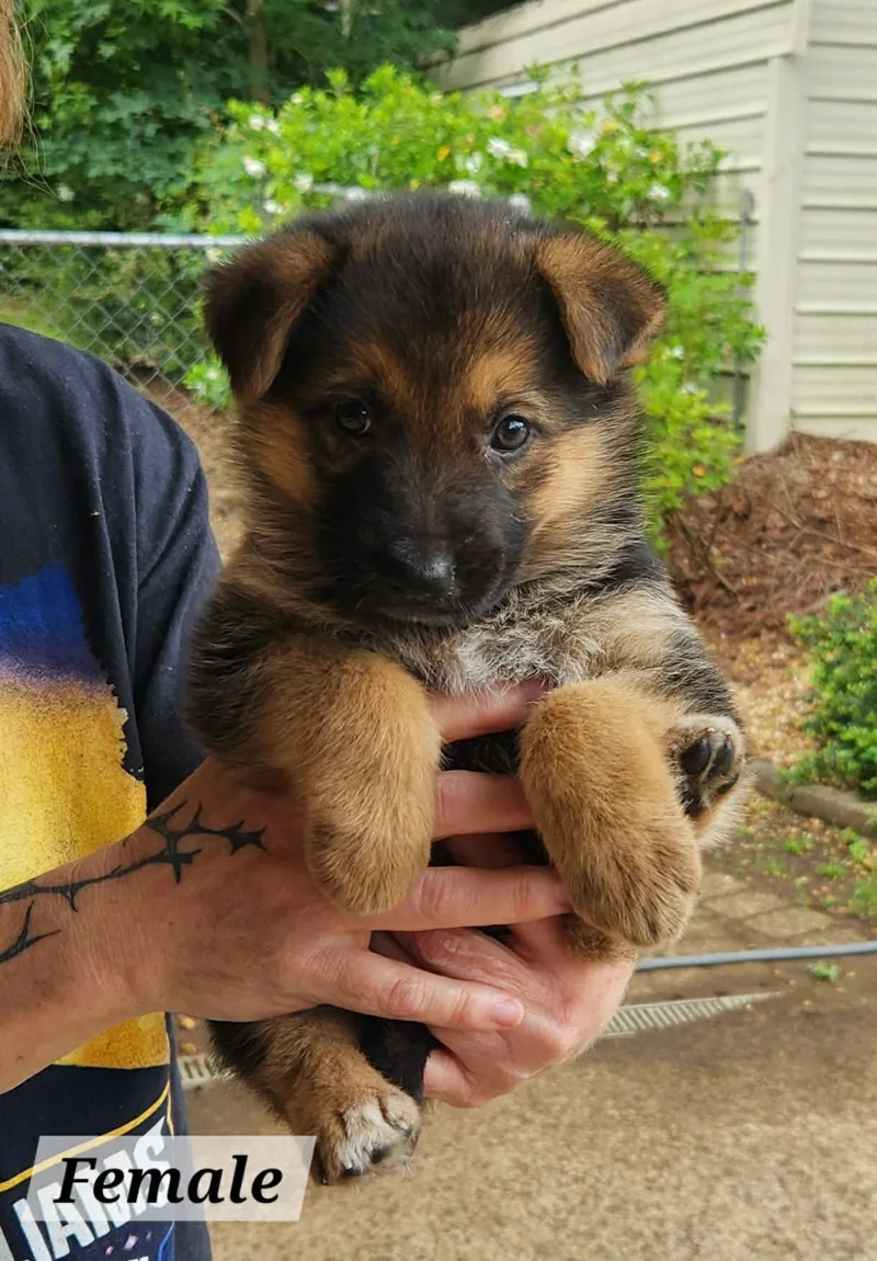 A baby medium-sized female German Shepherd Dog dog named Liberty for adoption in Royal Palm Beach, FL