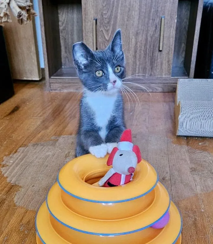 A baby medium-sized male Gray & White Domestic Short Hair cat named MIKEY  Bonded with for adoption in Fremont, CA