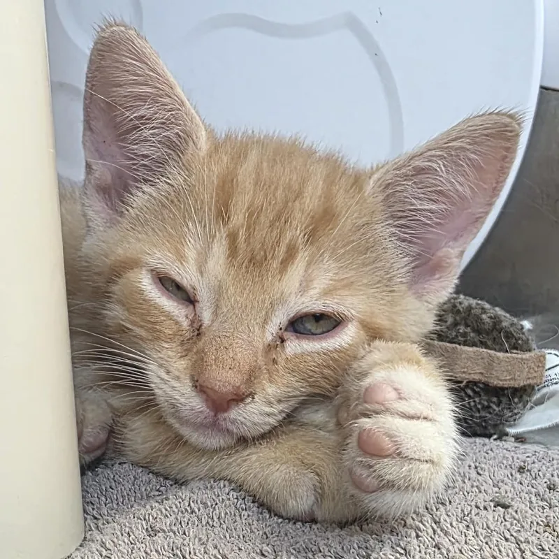 A baby small-sized male Orange / Red Domestic Short Hair cat named Twinkle mittens for adoption in Fort Wayne, IN