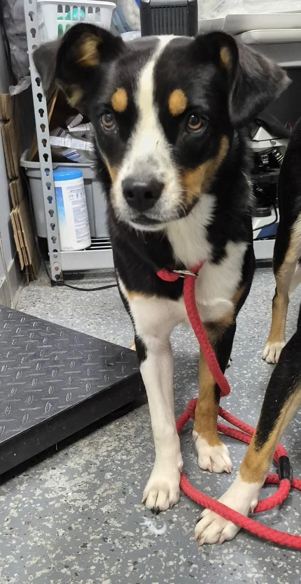 A young medium-sized female Appenzell Mountain Dog dog named Serena for adoption in Morristown, TN