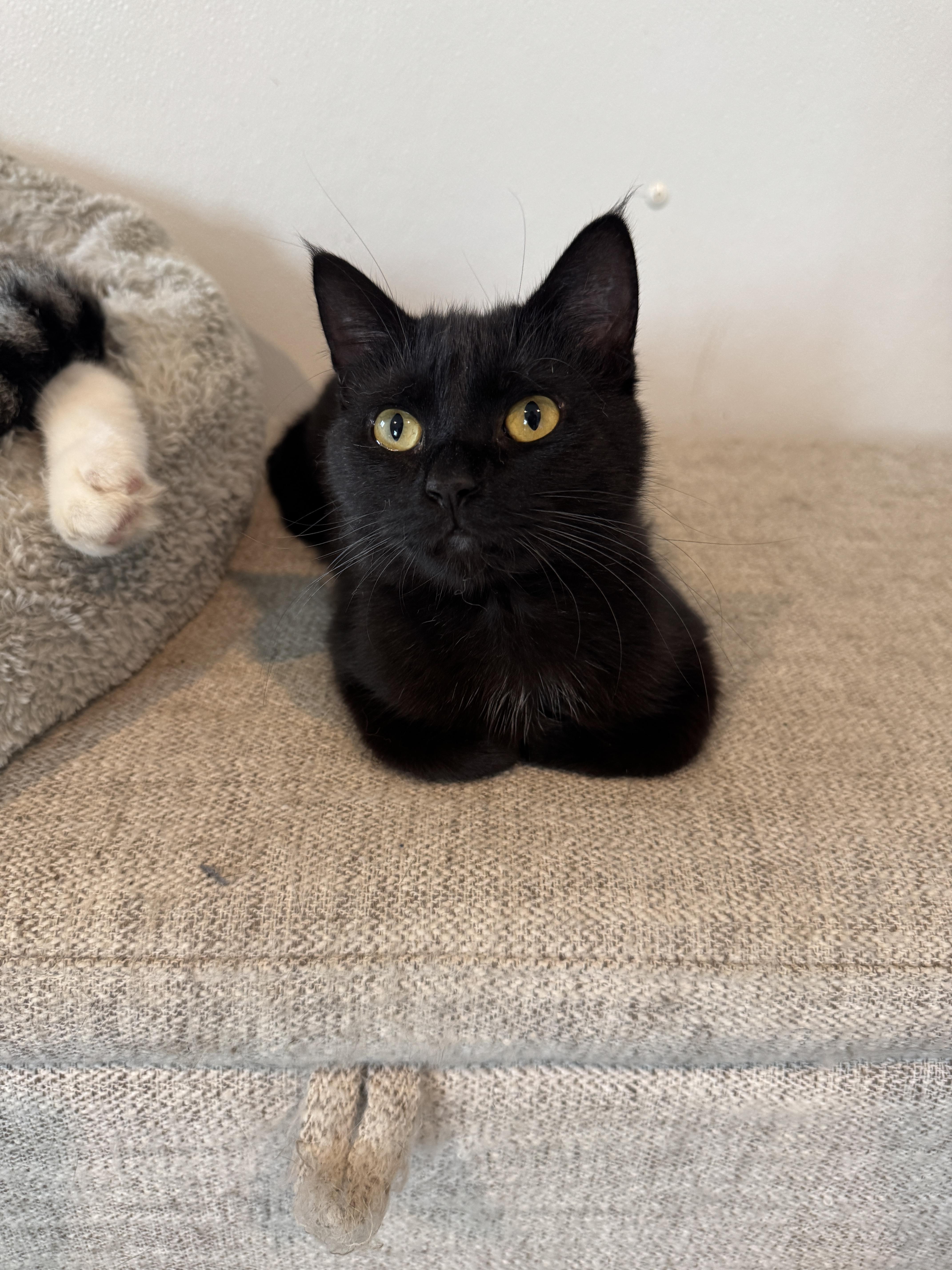 A young small-sized female Domestic Short Hair cat named Lint for adoption in Auburn, NE