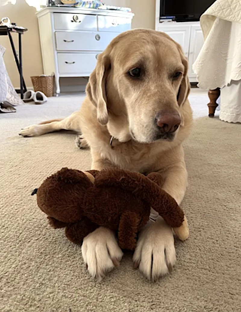 A senior extra large-sized male Yellow / Tan / Blond / Fawn Labrador Retriever dog named Cooper for adoption in Amherst, MA
