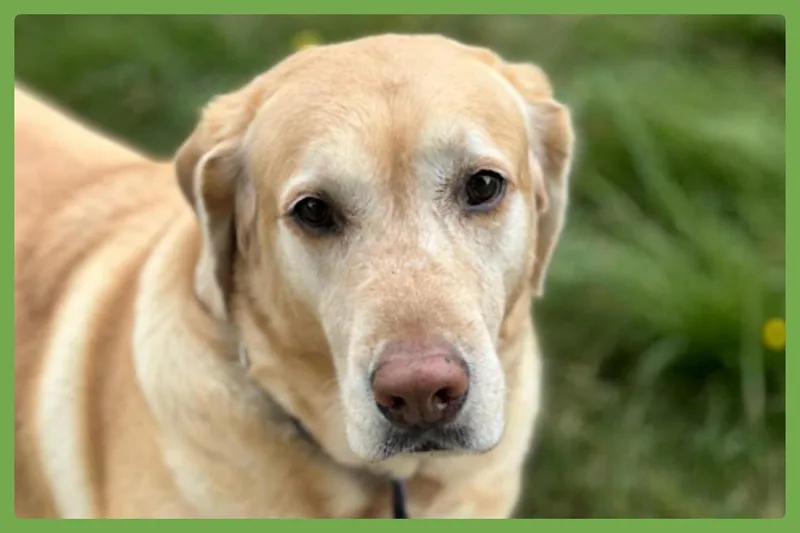 Cooper thumbnail 2