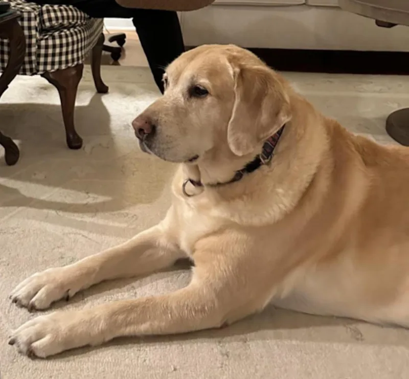 Cooper thumbnail 3