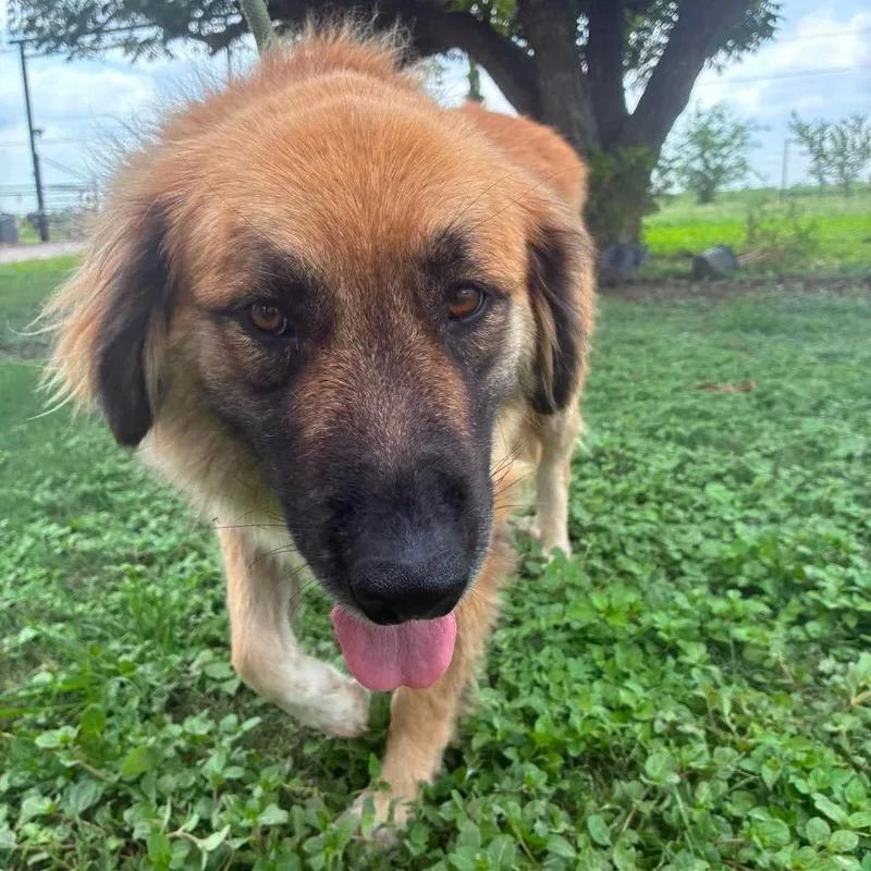 A young large-sized female Apricot / Beige Great Pyrenees dog named Mila JuM for adoption in Austin, TX