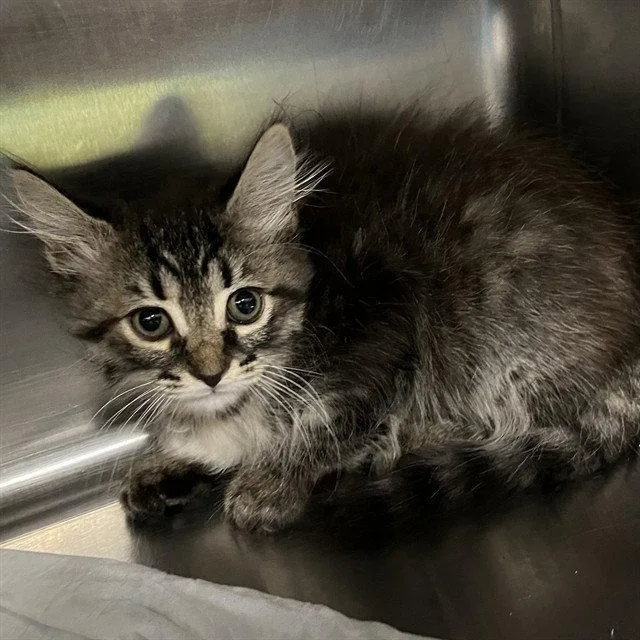 A baby small-sized female Brown / Chocolate Domestic Medium Hair cat named Shellington for adoption in Tavares, FL