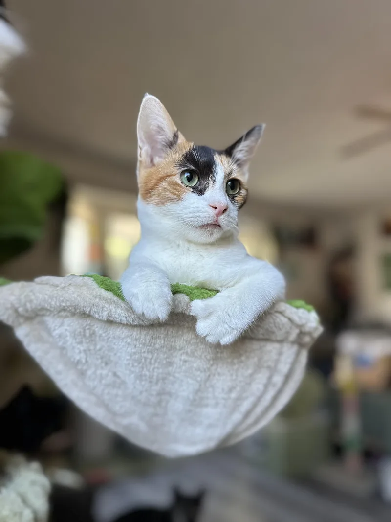 A young small-sized female Calico Domestic Short Hair cat named Becky for adoption in Garden Grove, CA