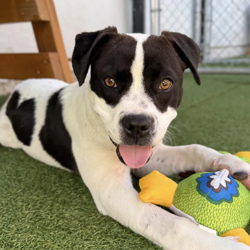 A baby medium-sized female White / Cream American Bulldog dog named Petunia for adoption in Long Beach, CA