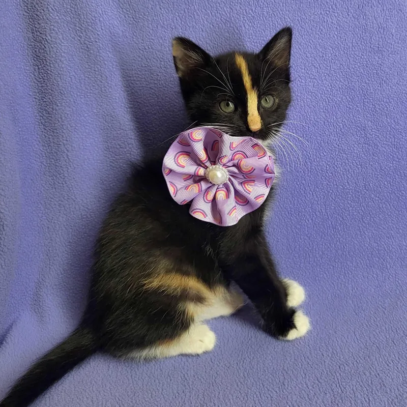 A young small-sized female Calico cat named Honey Butter for adoption in Bentonville, AR