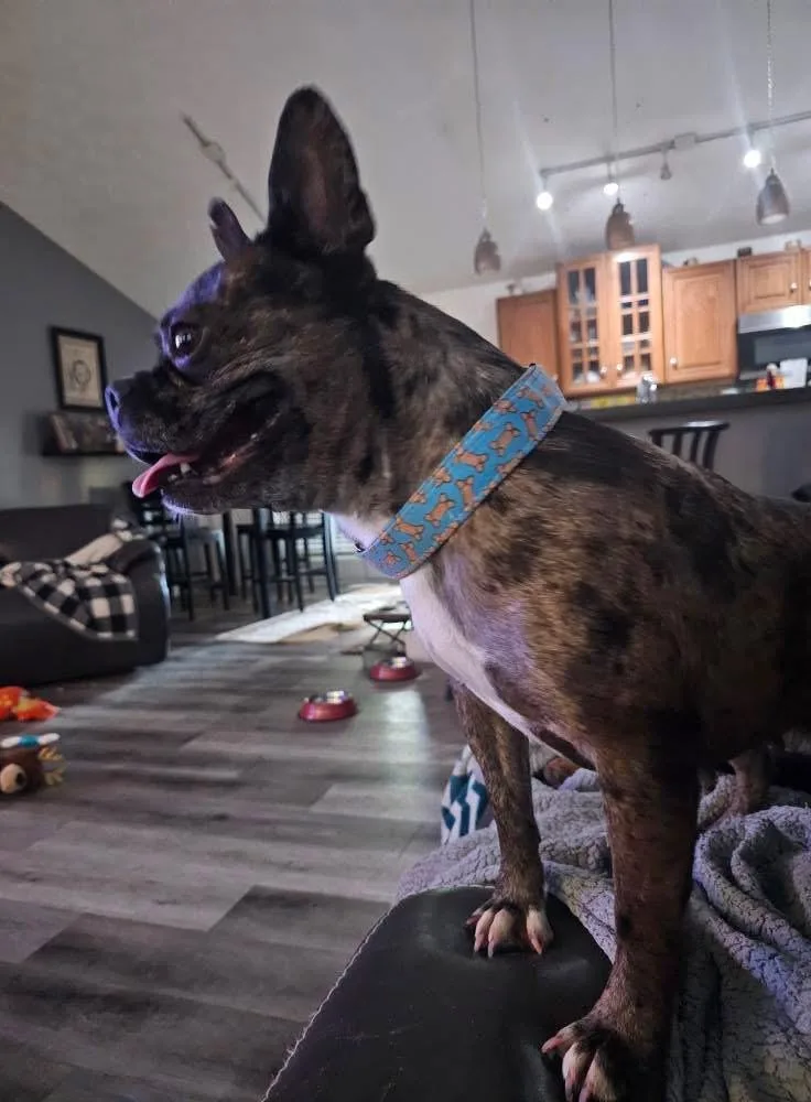 Sunflower thumbnail 2